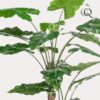 Kunstpflanze – Alocasia – 180 cm