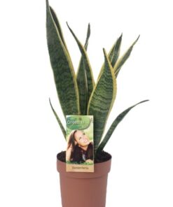 Sansevieria Laurentii – Ø14 ↕50