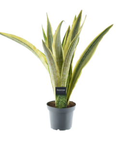 Sansevieria Aubrytniana Lauren – Ø14cm – ↕50cm