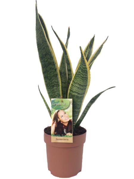 Sansevieria Laurentii – Ø14 ↕50