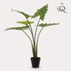 Kunstpflanze – Alocasia Frydek – 80 cm