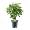 Schefflera Gold Capella – Ø14cm – ↕50cm