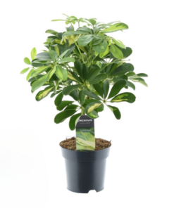 Schefflera Gold Capella – Ø14cm – ↕50cm