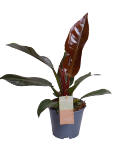 Philodendron Imperial Red Feel Green – Ø14cm – ↕35cm