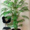 Kunstpflanze – Chamaedorea Elegans – Bergpalme – 180 cm