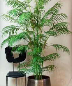 Kunstpflanze – Chamaedorea Elegans – Bergpalme – 180 cm