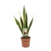 Sansevieria Trifasciata Laurentii – Ø17cm – ↕60cm