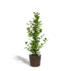 Ficus microcarpa Moclame – Ø21cm – ↕95cm + Korb Igmar