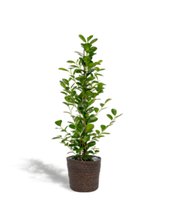 Ficus microcarpa Moclame – Ø21cm – ↕95cm + Korb Igmar