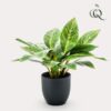 Kunstpflanze – Croton Codiaeum – Wunderstrauch – 38 cm