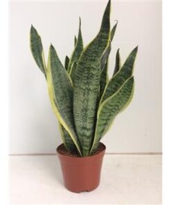 Sansevieria Futura Superba – Ø14 ↕40