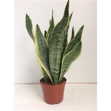 Sansevieria Futura Superba – Ø14 ↕40