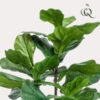 Kunstpflanze – Ficus Lyrata – Tabakspflanze – 100 cm