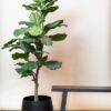 Kunstpflanze – Ficus Lyrata – Tabakspflanze – 125 cm