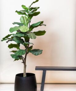 Kunstpflanze – Ficus Lyrata – Tabakspflanze – 125 cm