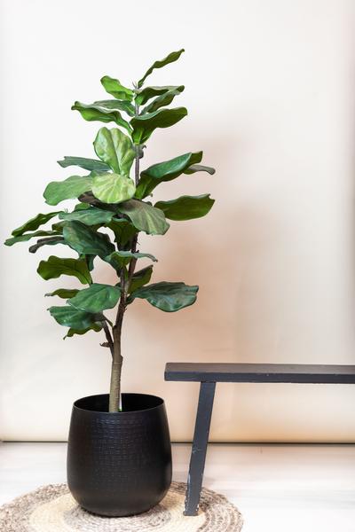 Kunstpflanze – Ficus Lyrata – Tabakspflanze – 125 cm