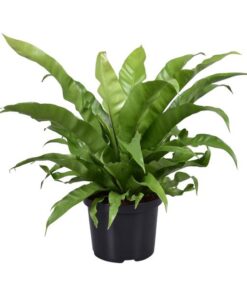 Asplenium Antiquum – Ø23 cm – ↕60 cm