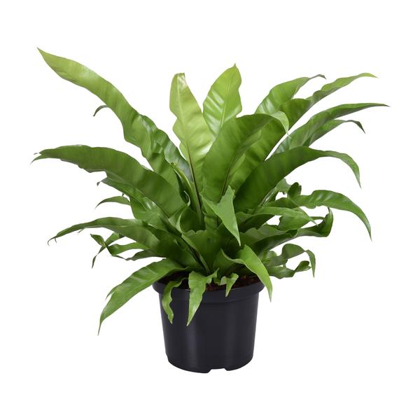 Asplenium Antiquum – Ø23 cm – ↕60 cm