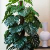 Kunstpflanze – Monstera Deliciosa – Löcherpflanze – 150 cm