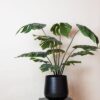 Kunstpflanze – Monstera Deliciosa – Löcherpflanze – 80 cm