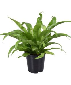 Asplenium Antiquum – Ø17 cm – ↕45 cm