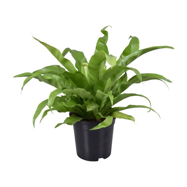 Asplenium Antiquum – Ø17 cm – ↕45 cm