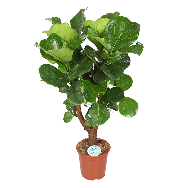 Ficus lyrata (verzweigt) – Ø27cm – ↕140cm