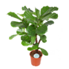 Ficus lyrata (verzweigt) – Ø24cm – ↕110cm