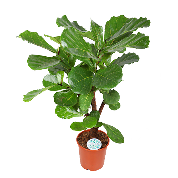 Ficus lyrata (verzweigt) – Ø24cm – ↕110cm