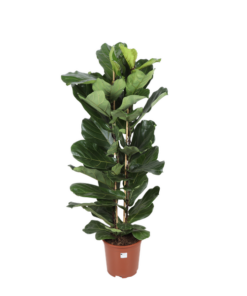 Ficus lyrata (2 touffe)