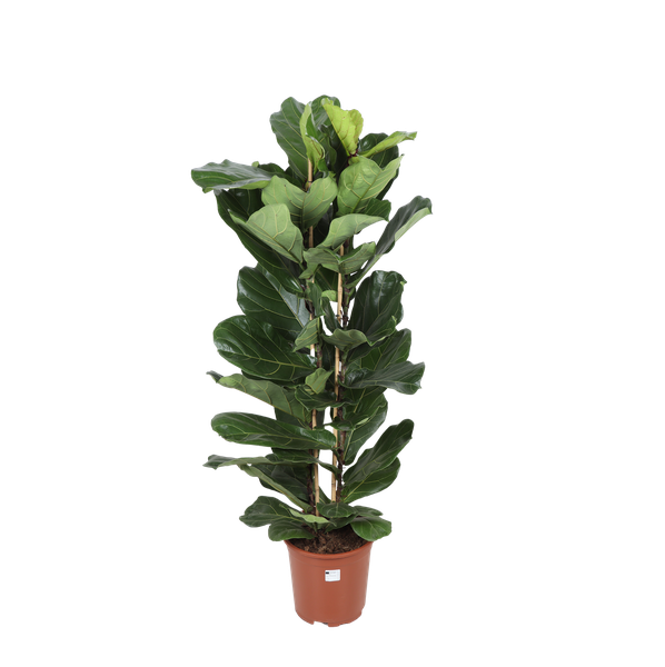 Ficus lyrata (2 touffe)