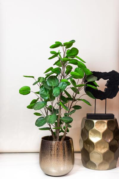 Kunstpflanze – Polyscias – Aralia – 105 cm