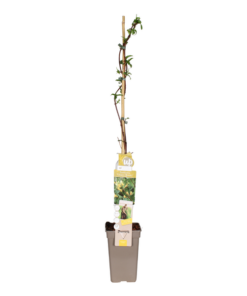 Lonicera Henryi Copper Beauty – Ø19cm – ↕110cm