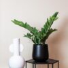 Kunstpflanze – Zamioculcas – Zimmerpalme – 70 cm