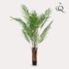 Kunstpflanze – Areca Lutescens – Goldpalme – 180 cm