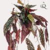 Kunstpflanze – Begonia Maculata – Forellenbegonie – 80 cm