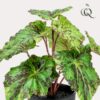 Kunstpflanze – Begonia Rex – Königsbegonie – 25 cm