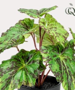 Kunstpflanze – Begonia Rex – Königsbegonie – 25 cm