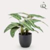 Kunstpflanze – Calathea Zebrina – 38 cm