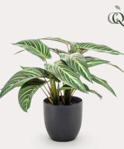 Kunstpflanze – Calathea Zebrina – 38 cm