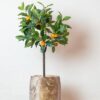 Kunstpflanze – Citrus Sinensis – Orange baum – 75 cm