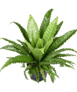 Asplenium Antiquum Osaka – Ø23 cm – ↕60 cm