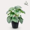 Kunstpflanze – Peperomia Argyreia – Watermelon Peperomie – 25 cm