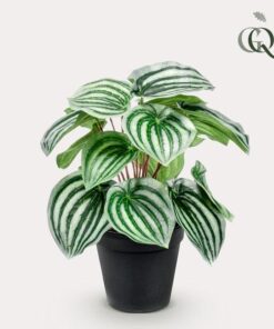 Kunstpflanze – Peperomia Argyreia – Watermelon Peperomie – 25 cm