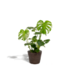 Monstera Deliciosa + Korb Igmar – ↨80cm – Ø21cm