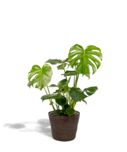 Monstera Deliciosa + Korb Igmar – ↨80cm – Ø21cm