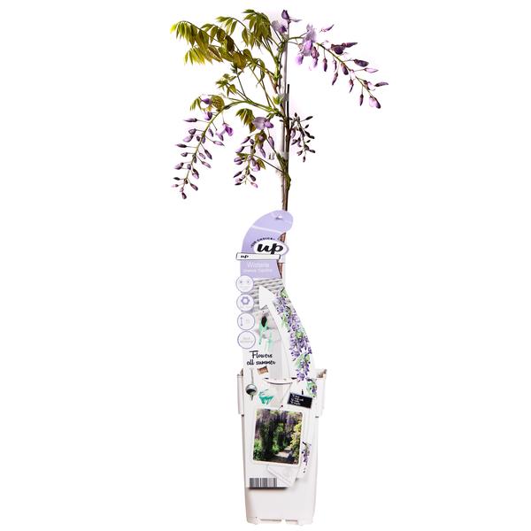 Wisteria sinensis Caroline – Purpurner Regen