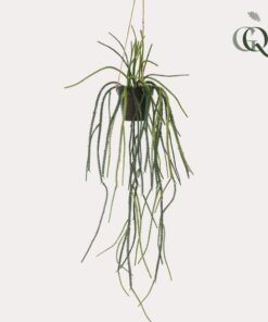 Kunstpflanze – Rhipsalis – Korallenkaktus – 85 cm