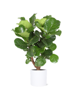 Ficus Lyrata (vertakt) Ø24cm ↕110cm in Era WIT pot