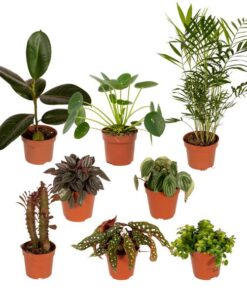 10 x Buitenbeentjes-Kasten – ↕15-25 cm – Ø12 cm – 8 x – Pflanzenset. Ideal für kleine Pflanzenarrangements, Wohnzimmer und Büro. Dekorativ und als Geschenk für Pflanzenliebhaber.